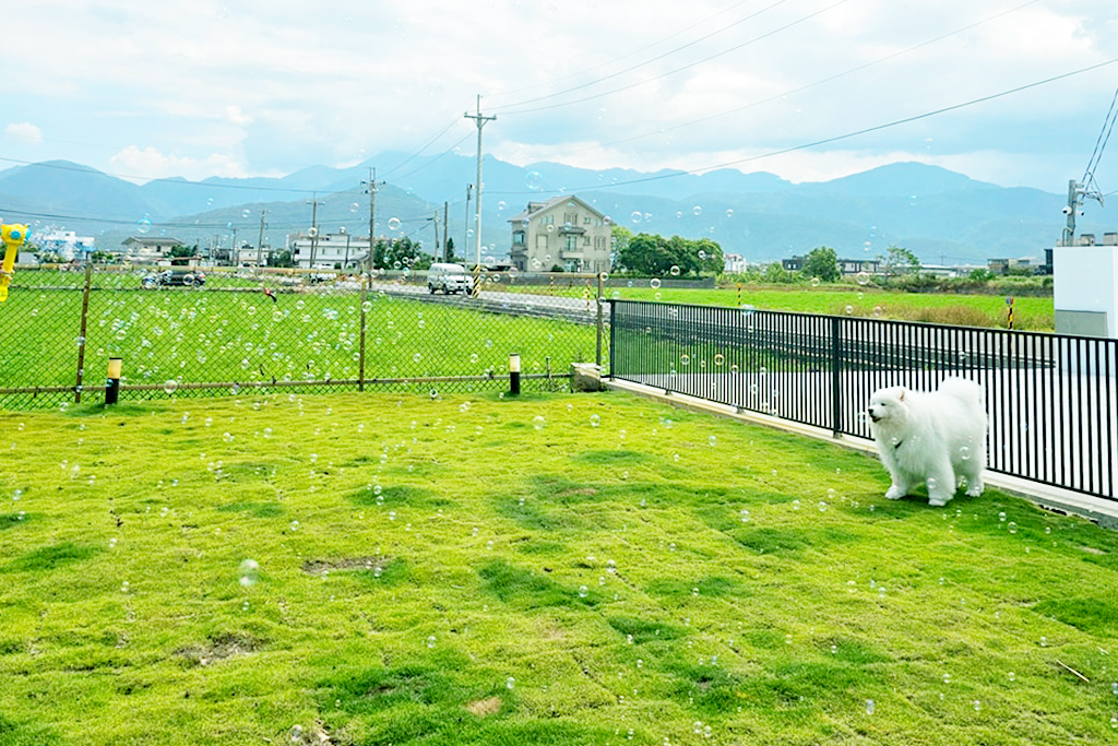 Max Home pet B&B│宜蘭寵物友善民宿‧宜蘭寵物友善餐廳‧一泊二食‧自助下午茶‧寵物鮮食‧大草皮-草皮Max